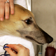 Los animales también pueden donar sangre. Algunos, como el galgo en la foto, viven en los bancos de sangre y donan sangre de forma regular.